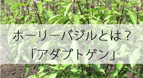 ウィズアース北海道 ホーリーバジルプロジェクト ページ 4 北海道島松沢産のホーリーバジルで 心も体もリフレッシュ