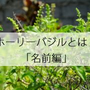ホーリーバジルの名前の由来